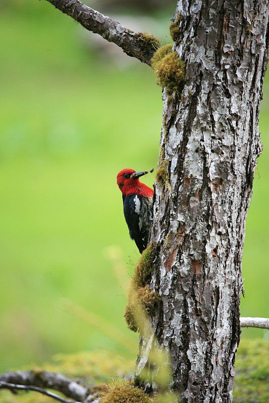 红胸沙锥虫(Sphyrapicus ruber)，喙中有昆虫。